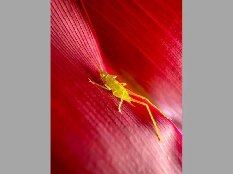 So sánh camera iPhone 12 Pro max và iPhone 14 Pro max về camera