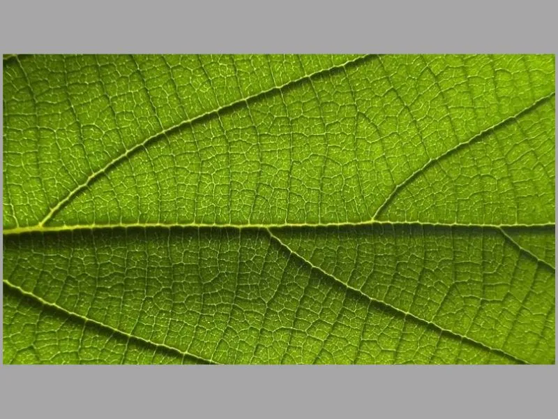 Hình ảnh thu được từ chế độ Macro