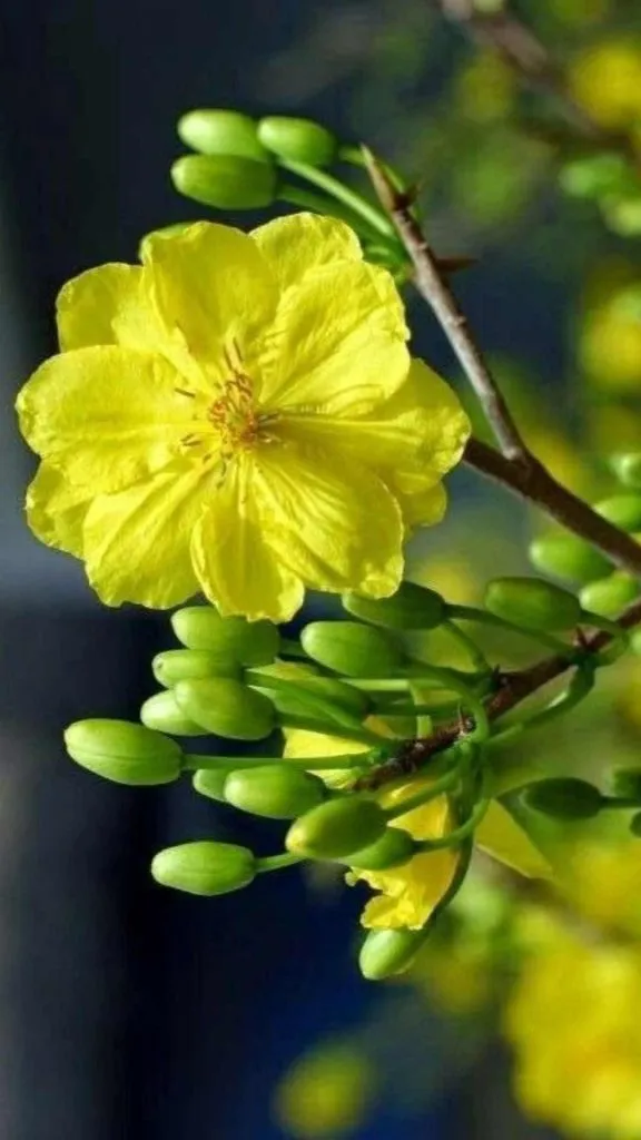 Hình nền điện thoại tết hoa mai đẹp