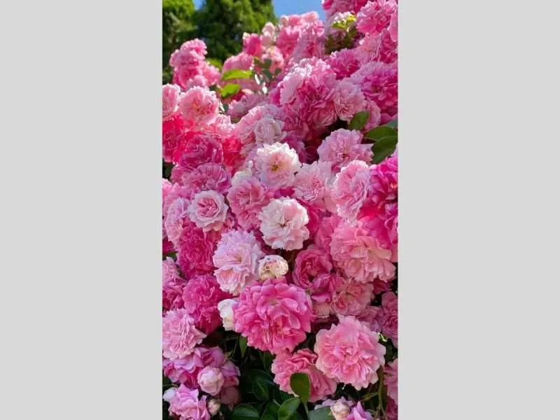 Hình nền iPhone 16 Pro Max