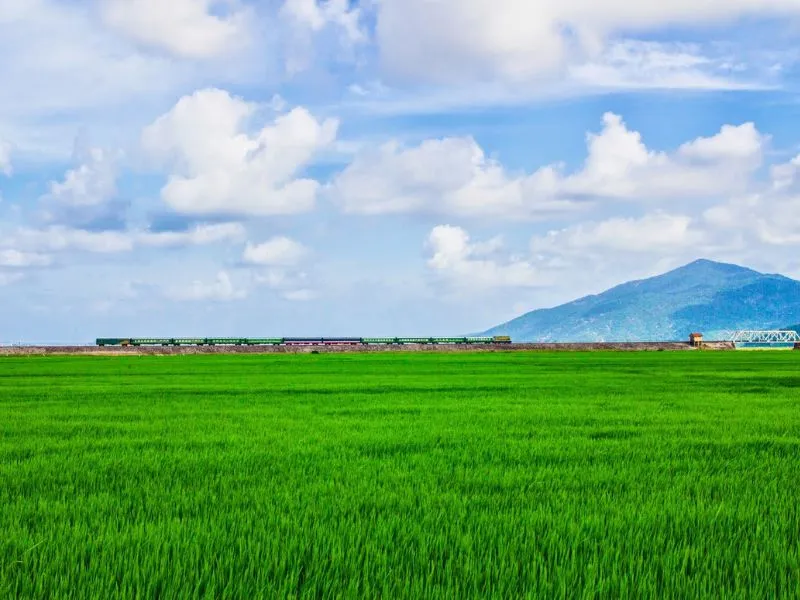 Hình nền cảnh thiên nhiên cánh đồng lúa